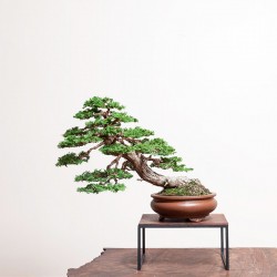 Hinoki Cypress Μπονσαι 10 Σπόροι