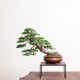 Hinoki Cypress Μπονσαι 10 Σπόροι Hinoki Cypress Μπονσαι 10 Σπόροι