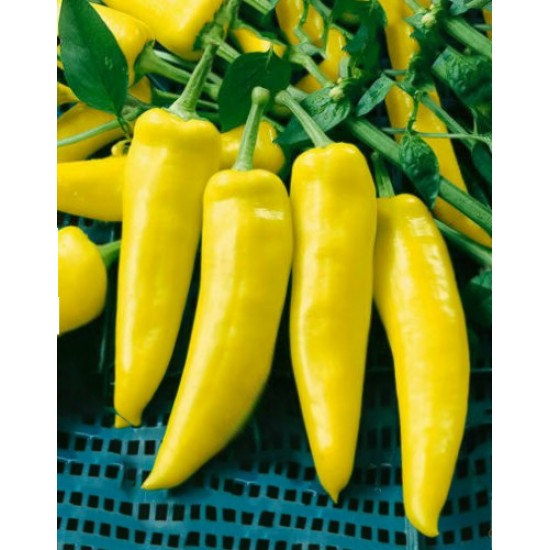 Καυτερή Πιπεριά Wax Pepper Ουγγαρίας Κίτρινη - 10 Σπόροι Καυτερή Πιπεριά Wax Pepper Ουγγαρίας Κίτρινη - 10 Σπόροι