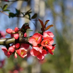 Ιαπωνικό Κυδώνι Bonsai - 10 σπόροι