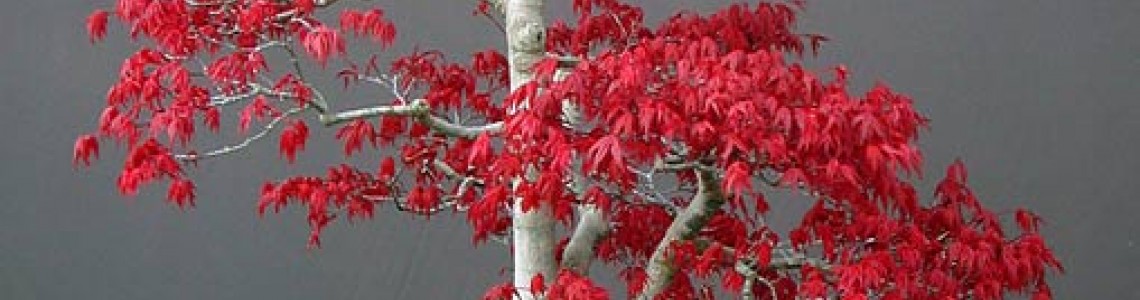 Κόκκινο Πλατάνι (AcerPalmatum) Οδηγίες Καλλιέργειας Σπόρων
