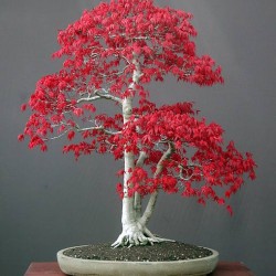 Ιαπωνικό Πλατάνι Κόκκινο σφενδάμι 10 σπόροι / μπονσαι (Acer Palmatum)