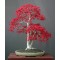 Ιαπωνικό Πλατάνι Κόκκινο σφενδάμι 10 σπόροι / μπονσαι (Acer Palmatum)