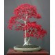 Acer Palmatum "Red"- Ιαπωνικό Κόκκινο Σφενδάμι 25 Σπόροι