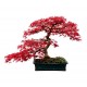 Acer Palmatum "Red"- Ιαπωνικό Κόκκινο Σφενδάμι 25 Σπόροι