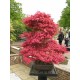 Acer Palmatum "Red"- Ιαπωνικό Κόκκινο Σφενδάμι 25 Σπόροι