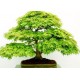 Ιαπωνικό Πλατάνι Πράσινο σφενδάμι 10 σπόροι- μπονσαι (Acer Palmatum)
