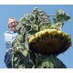 Γίγαντας Ηλίανθος (Helianthus annuus) 10 Σπόροι Γίγαντας Ηλίανθος (Helianthus annuus) 10 Σπόροι