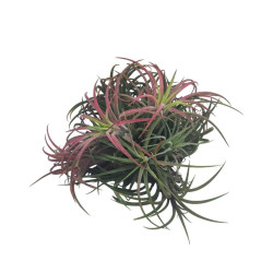 Αερόφυτο Tillandsia Ionatha Clumb Κόκκινο
