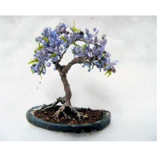 Τζακαράντα/Jacaranda - Μπονσάι/Bonsai 10 Σπόροι Τζακαράντα/Jacaranda - Μπονσάι/Bonsai 10 Σπόροι