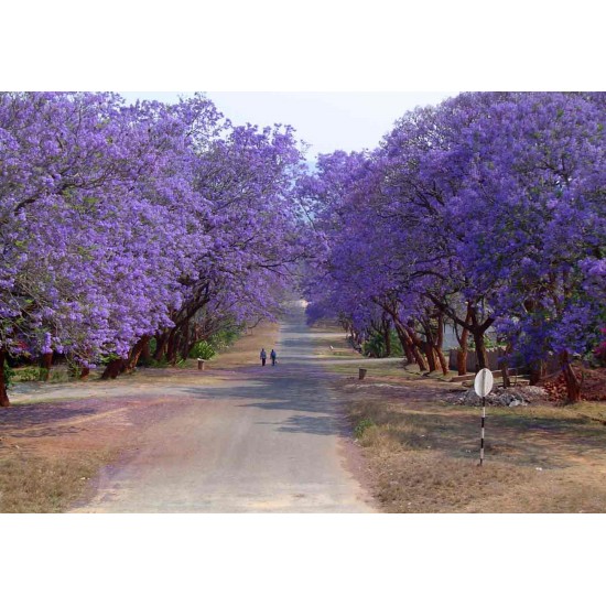 Γιακαράντα (Jacaranda) - 80 σπόροι