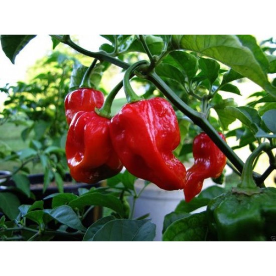 Καυτερή κόκκινη πιπεριά Jamaican - 10 Σπόροι