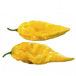 Καυτερή Πιπεριά Bhut Jolokia Κίτρινη - 5 σπόροι