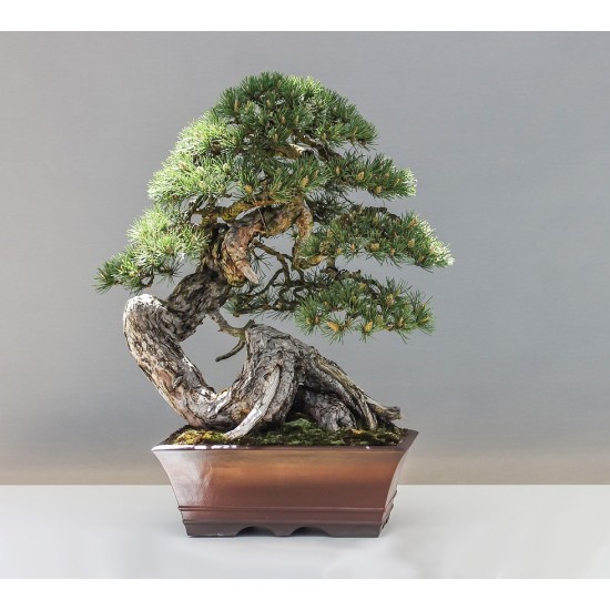 Juniper (Άρκευθος / Juniperus chinensis) - Ιαπωνικός Γιουνίπερος - 1γρ σπόροι