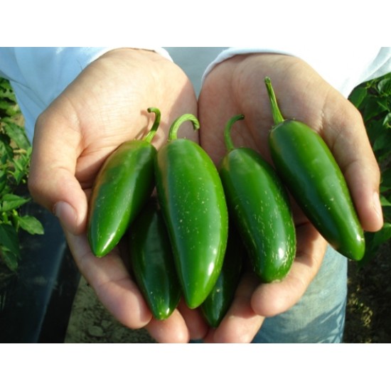 Καυτερή Πιπεριά Jalapeno 10 Σπόροι Καυτερή Πιπεριά Jalapeno 10 Σπόροι