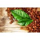 Καφές (Coffea Arabica) 10 σποροι