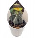Κάκτος/Παχύφυτο Astrophytum myriostigma 15εκ. ύψος (Γλάστρα 6.5 εκ) Κάκτος/Παχύφυτο Astrophytum myriostigma 15εκ. ύψος (Γλάστρα 6.5 εκ)