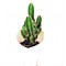 Κάκτος / Παχύφυτο Cereus repandus 'Florida' 