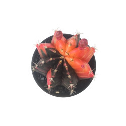 Κάκτος Gymnocalycium Mihanovichii (Japan Rood) - 15εκ.