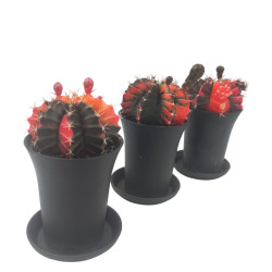Κάκτος Gymnocalycium Mihanovichii (Japan Rood) - 15εκ.