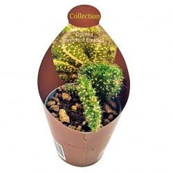 Κάκτος / Παχύφυτο Opuntia Cylindrica Cristata 