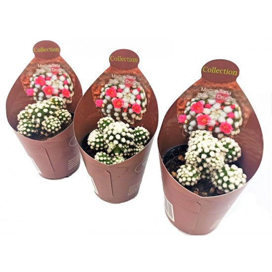 Κάκτος/Παχύφυτο Mammaillaria gracilis "Oruga" 15 εκ. Κάκτος/Παχύφυτο Mammaillaria gracilis "Oruga" 15 εκ.