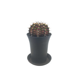 Κάκτος "Gymnocalycium T-Rex Pink" - 15εκ