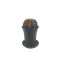 Κάκτος "Gymnocalycium T-Rex Pink" - 15εκ