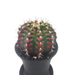 Κάκτος "Gymnocalycium T-Rex Pink" - 15εκ