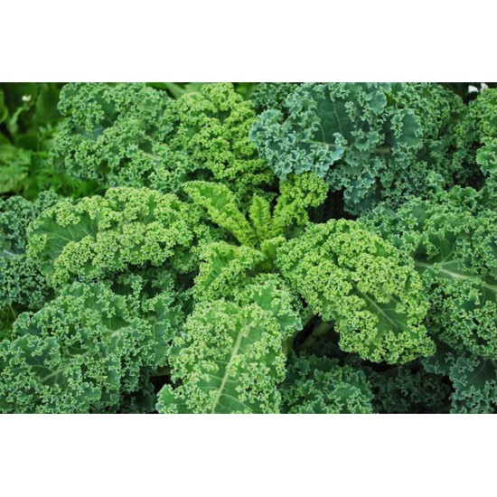 Kale/Κέιλ (Λαχανίδα-Σέσκουλο) 40+ σπόροι