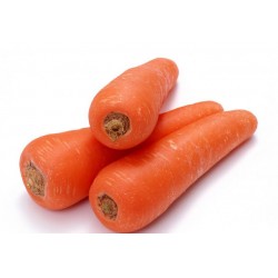 Καρότο Γίγαντας "Flakkee" 6γρ σπόροι Καρότου