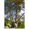 Monterey Κυπαρίσσι (Cupressus macrocarpa) - 50 σπόροι