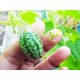 Κουκαμέλον, (cucamelon) 15 σπόροι Κουκαμέλον, (cucamelon) 15 σπόροι