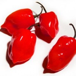 Κόκκινη Χαμπανέρο (Habanero) Καυτερή πιπεριά 10 σπόροι!