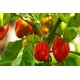 Κόκκινη Χαμπανέρο (Habanero) Καυτερή πιπεριά 20 Σπόροι