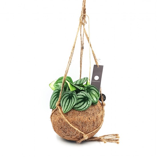 Κρεμαστό Φυτό Kokodama Πεπερόμια ( watermelon peperomia) 20 εκ Κρεμαστό Φυτό Kokodama Πεπερόμια ( watermelon peperomia) 20 εκ