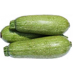 Κολοκύθι / Κολοκυθάκι 3γρ. Σπόροι (Bolognese - για γεμιστό)