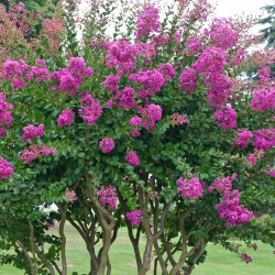Λαγκεστρέμια Ροζ "Lagerstroemia indiga violacea" - 50 σπόροι