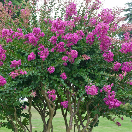 Λαγκεστρέμια Ροζ "Lagerstroemia indiga violacea" - 50 σπόροι Λαγκεστρέμια Ροζ "Lagerstroemia indiga violacea" - 50 σπόροι