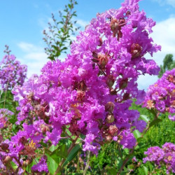 Λαγκεστρέμια Ροζ "Lagerstroemia indiga violacea" - 50 σπόροι