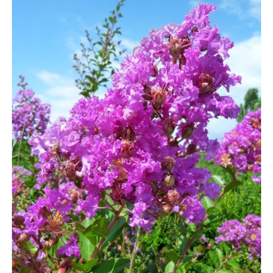 Λαγκεστρέμια Ροζ "Lagerstroemia indiga violacea" - 50 σπόροι Λαγκεστρέμια Ροζ "Lagerstroemia indiga violacea" - 50 σπόροι