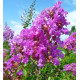 Λαγκεστρέμια Ροζ "Lagerstroemia indiga violacea" - 50 σπόροι Λαγκεστρέμια Ροζ "Lagerstroemia indiga violacea" - 50 σπόροι