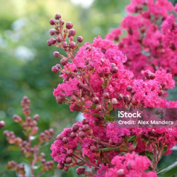 Λαγκεστρέμια Ροζ "Lagerstroemia indiga violacea" - 50 σπόροι