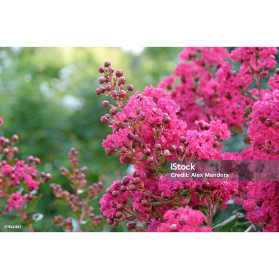 Λαγκεστρέμια Ροζ "Lagerstroemia indiga violacea" - 50 σπόροι Λαγκεστρέμια Ροζ "Lagerstroemia indiga violacea" - 50 σπόροι
