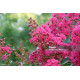 Λαγκεστρέμια Ροζ "Lagerstroemia indiga violacea" - 50 σπόροι Λαγκεστρέμια Ροζ "Lagerstroemia indiga violacea" - 50 σπόροι