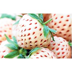 Λευκή Φράουλα Pineberry / 2 Ριζώματα (flowerstore.gr exclusive)