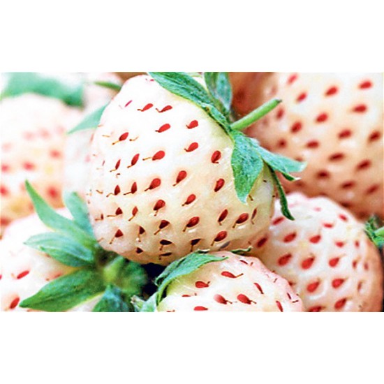 Λευκή Φράουλα Pineberry / 2 Ριζώματα (flowerstore.gr exclusive)