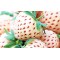 Λευκή Φράουλα Pineberry - 2 Ριζώματα (flowerstore.gr exclusive)