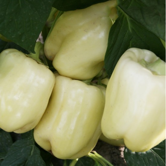 Λευκή Πιπεριά - 20 Σπόροι