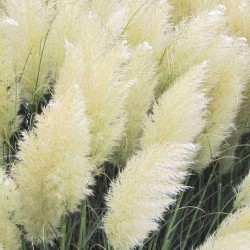 Pampas Grass Λευκό (γυνέριο) - 20 σπόροι